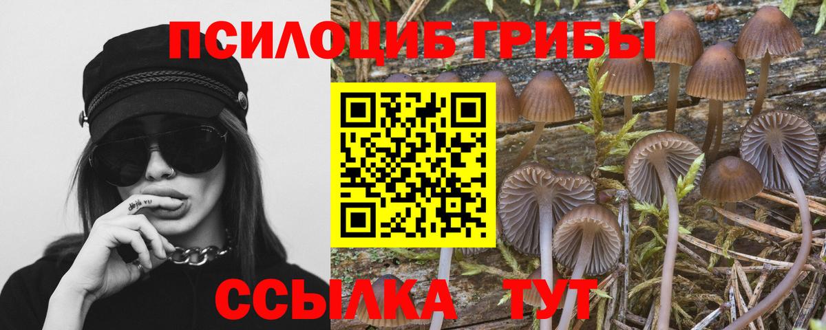 Курчатов  Галлюциногенные грибы прущие грибы  Вход с VPN 